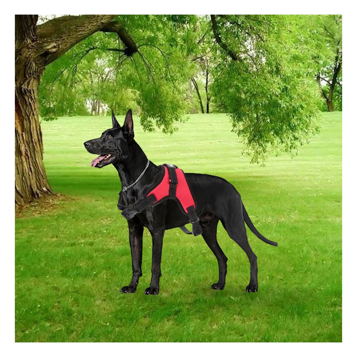 PACK4 SOPORTE CORPORAL EN H PARA MASCOTA TALLA S CON AJUSTE PRACTICO ROJO YREGALO STICKER - 5