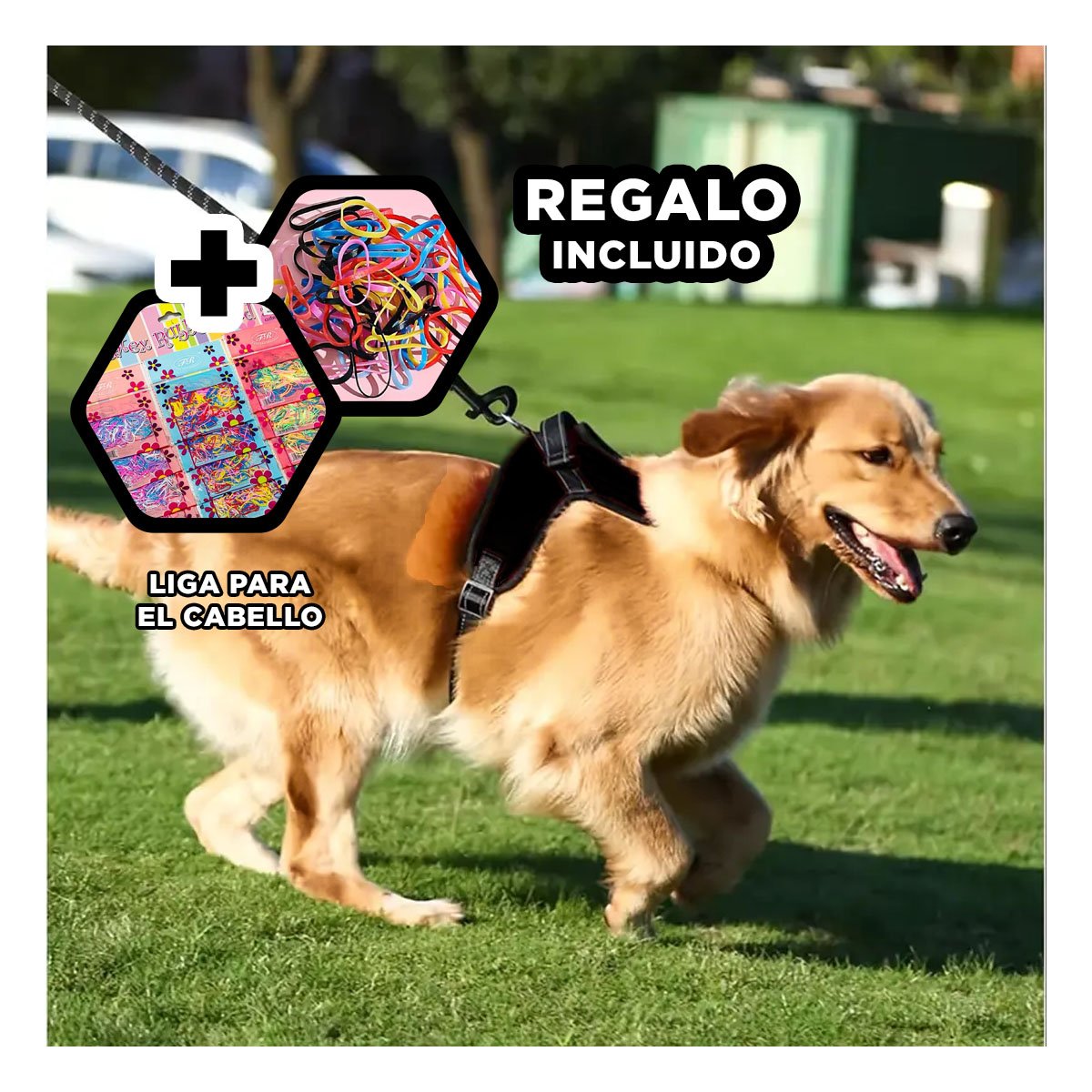 SUJETADOR EN H PARA MASCOTA TALLA S CON AJUSTE PRACTICO Y SEGURO NEGRO YLIGAS REGALO - 2