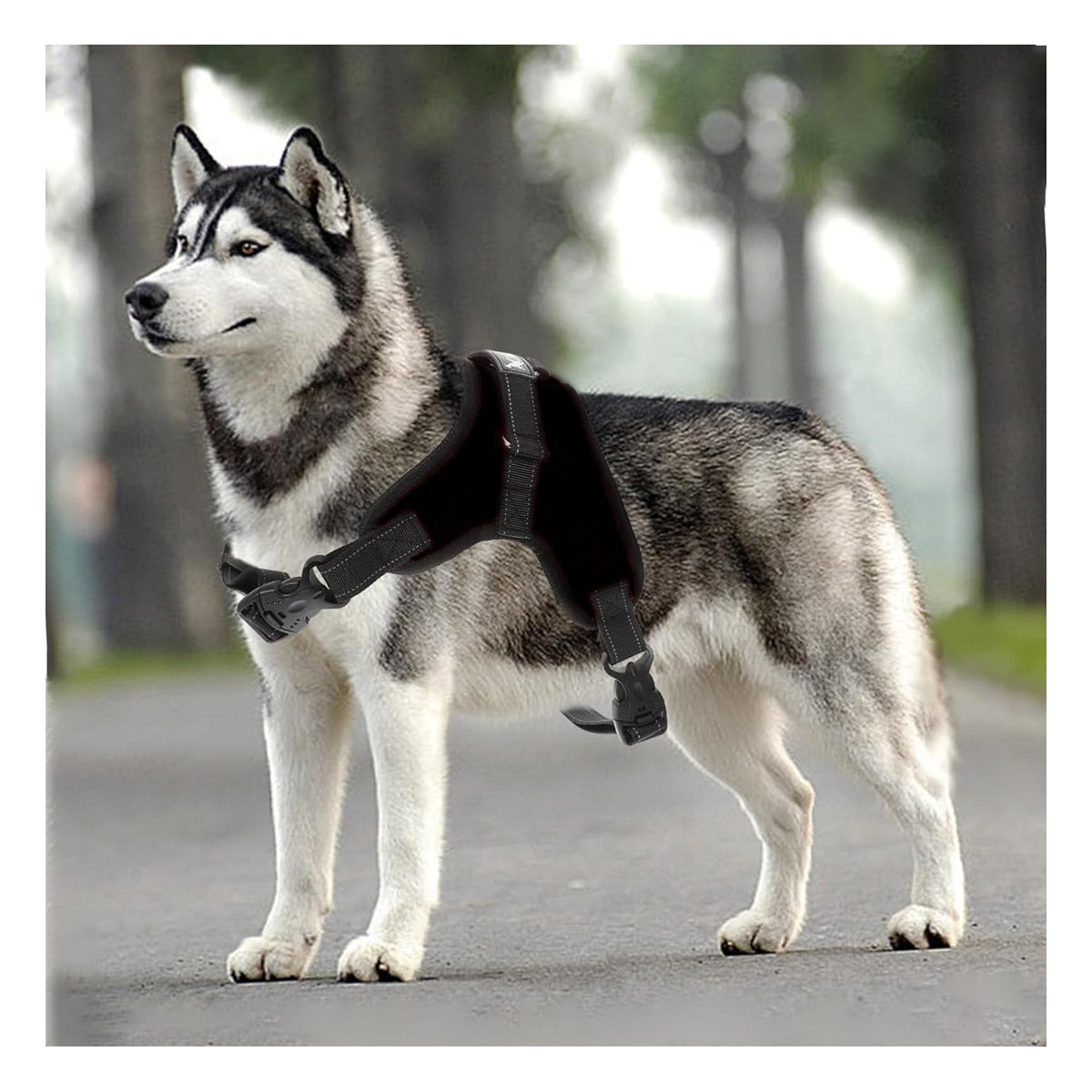SUJETADOR EN H PARA MASCOTA TALLA S CON AJUSTE PRACTICO Y SEGURO NEGRO YLIGAS REGALO - 3