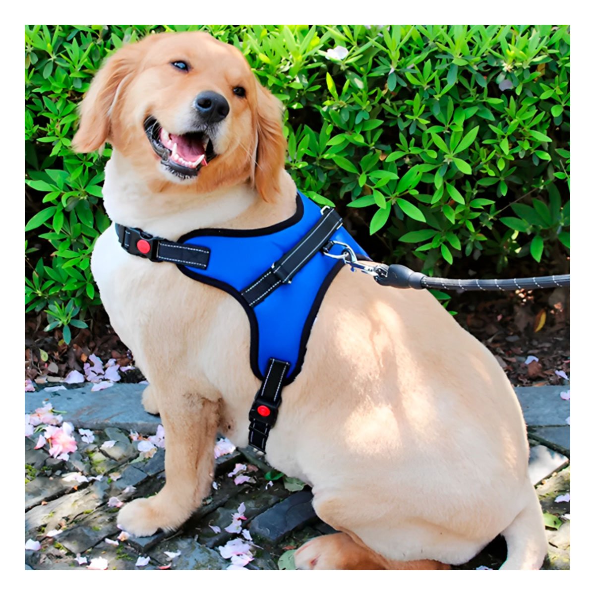 PECHERA EN H PARA PERRO TALLA M RESISTENTE Y COMODA PARA PASEOS AZUL - 1