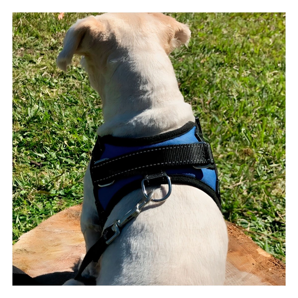 PECHERA EN H PARA PERRO TALLA M RESISTENTE Y COMODA PARA PASEOS AZUL - 5