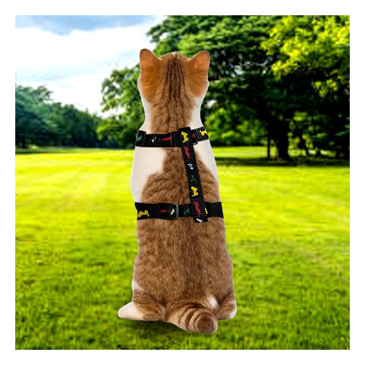 PACK4 PRENDA COMODA NEGRO PARA CONEJO Y GATO DELGADO PARA PASEO - 5