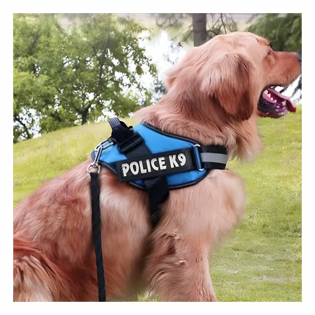 PACK4 SOPORTE CORPORAL PARA PERRO TALLA M CON AJUSTE PRACTICO CELESTE YREGALO STICKER - 5