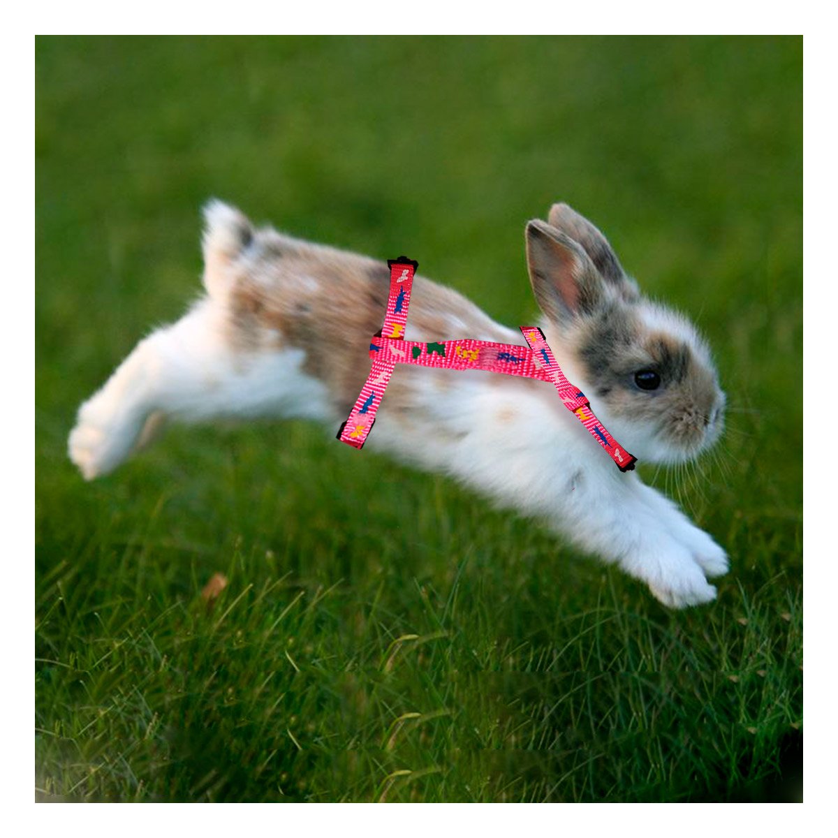 ACCESORIO DE PASEO PARA CONEJO Y GATO DELGADO FUCSIA AJUSTABLE YSTICKY - 3