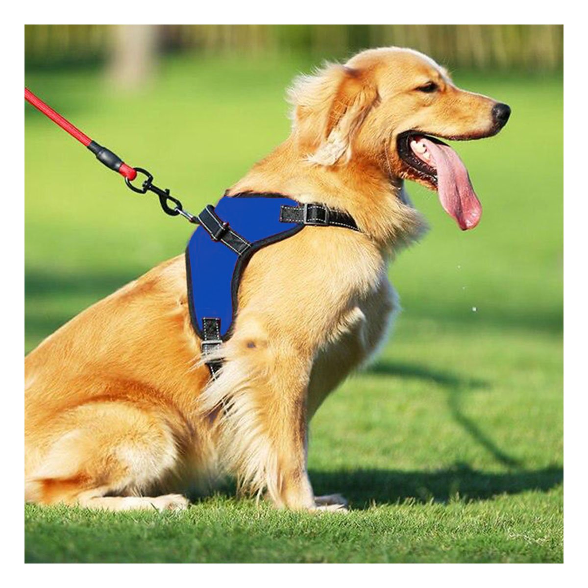 PACK2 ARNES COMODO EN H PARA PERRO TALLA S CON CONTROL SEGURO AZUL - 5