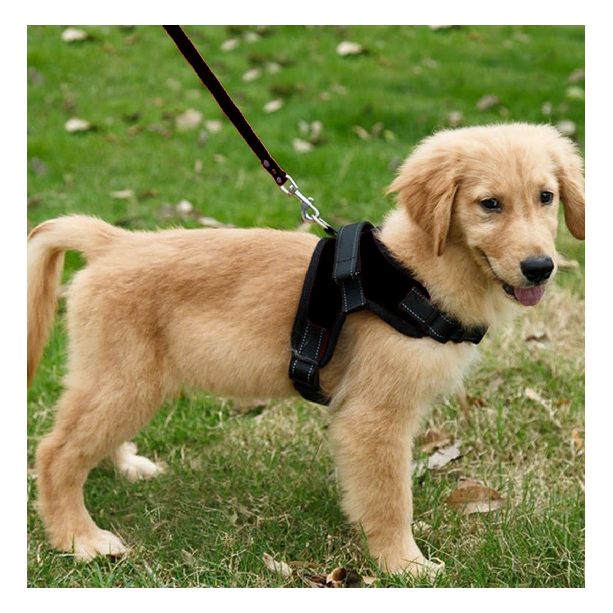 ARNES EN H PARA PERRO TALLA S CON SOPORTE FIRME Y COMODIDAD EN PASEOS NEGRO YREGALO STICKER - 5