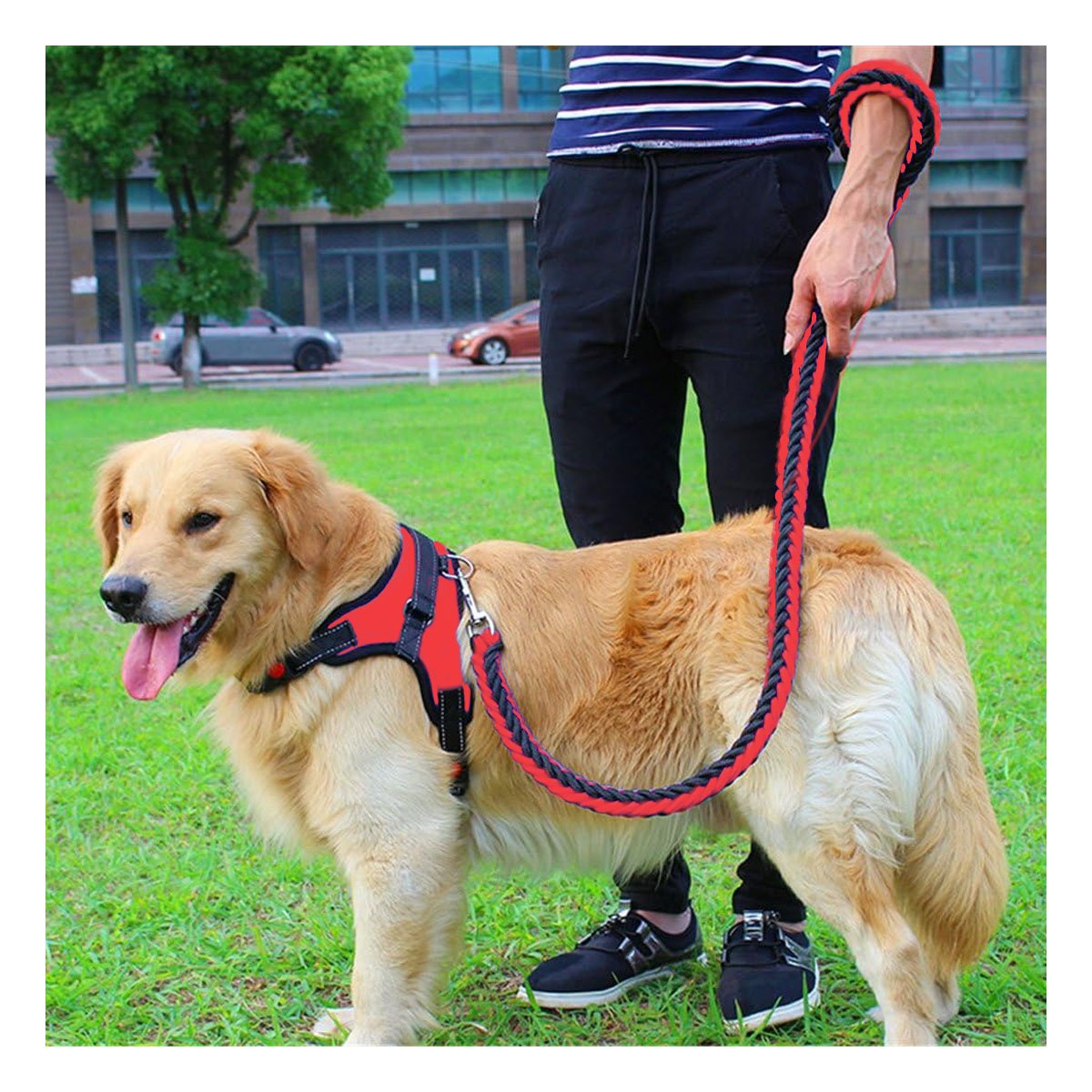 SUJETADOR EN H PARA MASCOTA TALLA S CON AJUSTE PRACTICO Y SEGURO ROJO YLIGAS REGALO - 3