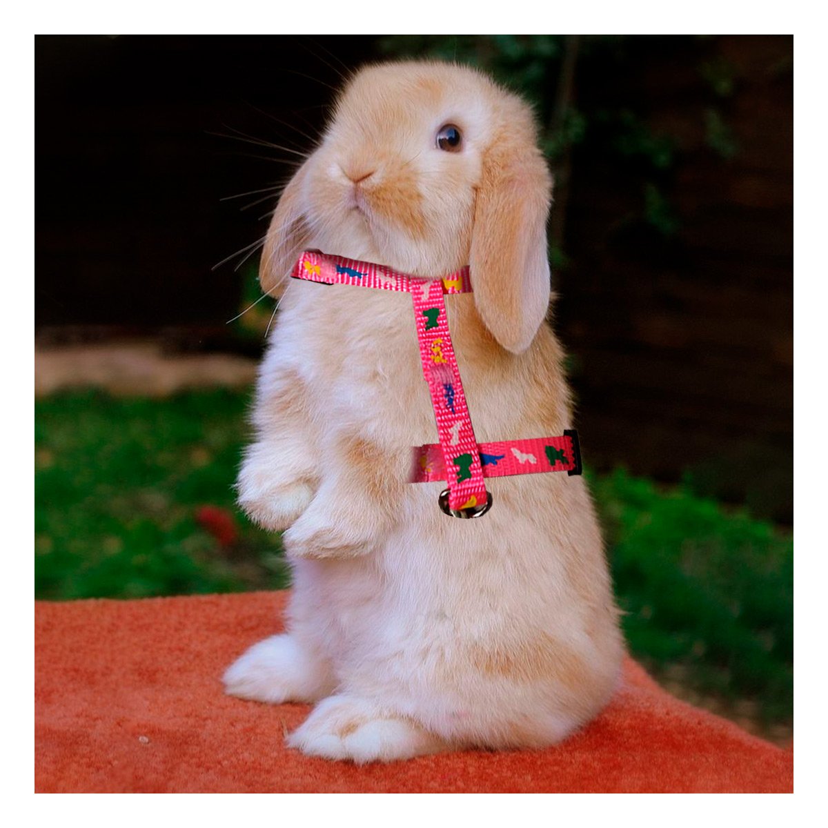 PACK2 ACCESORIO AJUSTABLE FUCSIA PARA MASCOTA DE MEDIDA REDUCIDA - 2