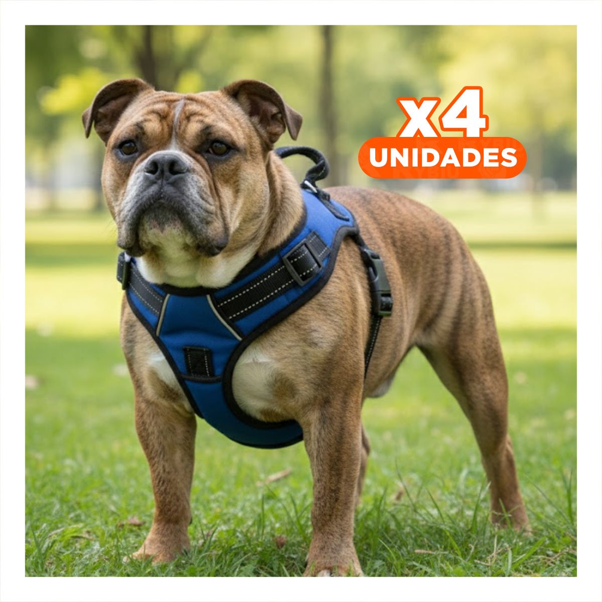 PACK4 PRENDA EN H DE PASEO PARA PERRO TALLA M CON ESTILO MODERNO AZUL YPAPEL REGALO - 1