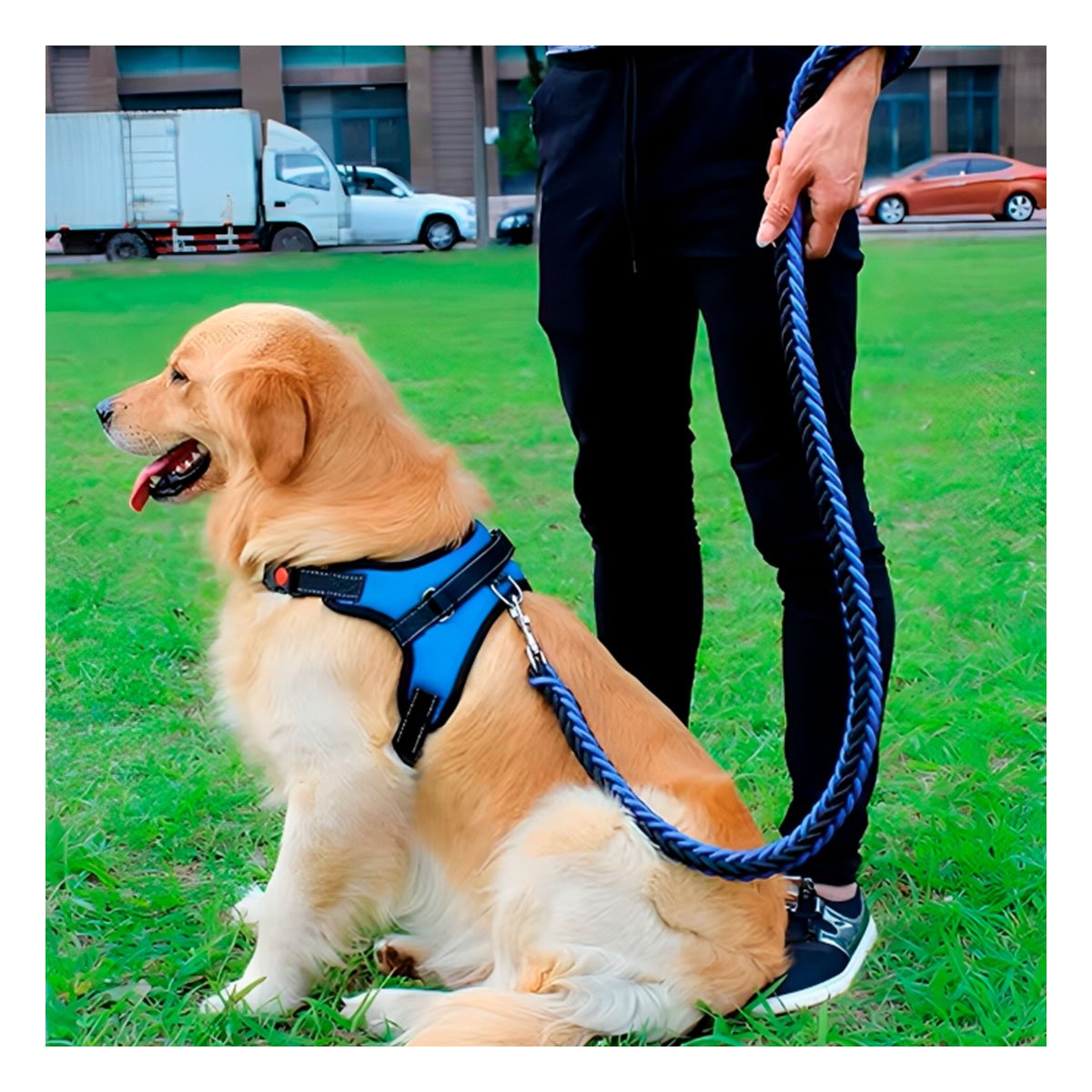 PACK4 PRENDA EN H DE PASEO PARA PERRO TALLA M CON ESTILO MODERNO AZUL YPAPEL REGALO - 2