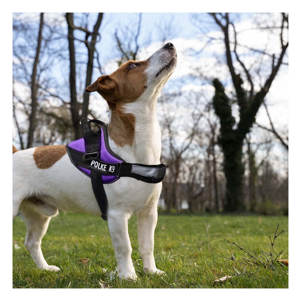 CHALECO DE CONTROL PARA PERRO TALLA M CON AJUSTE SEGURO Y COMODO MORADO YPAPEL REGALO - 2