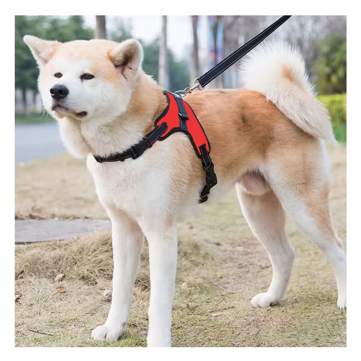 ARNES EN H PARA PERRO TALLA S CON SOPORTE FIRME Y ESTRUCTURA ROJA YREGALO STICKER - 2
