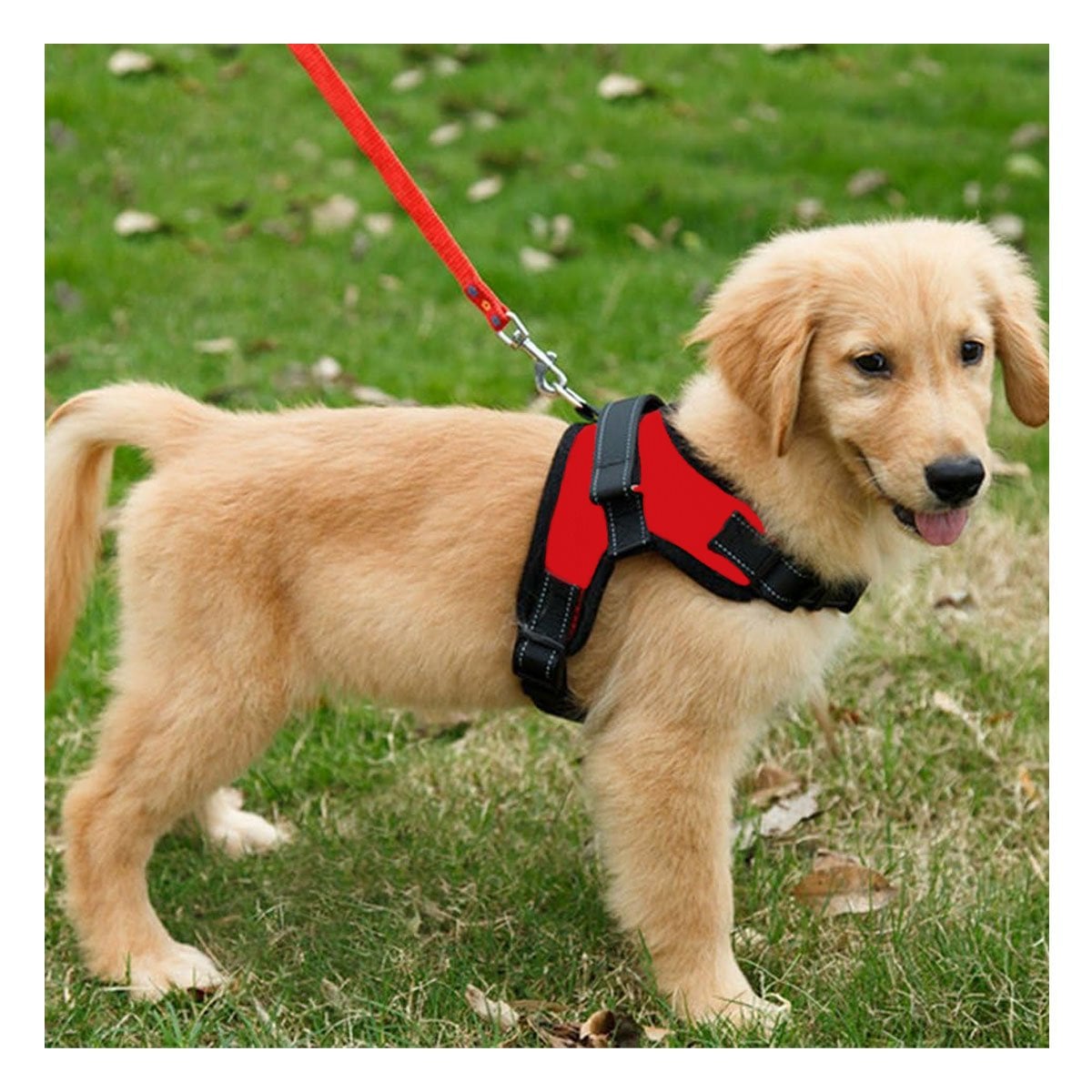 ARNES EN H PARA PERRO TALLA S CON SOPORTE FIRME Y ESTRUCTURA ROJA YREGALO STICKER - 5
