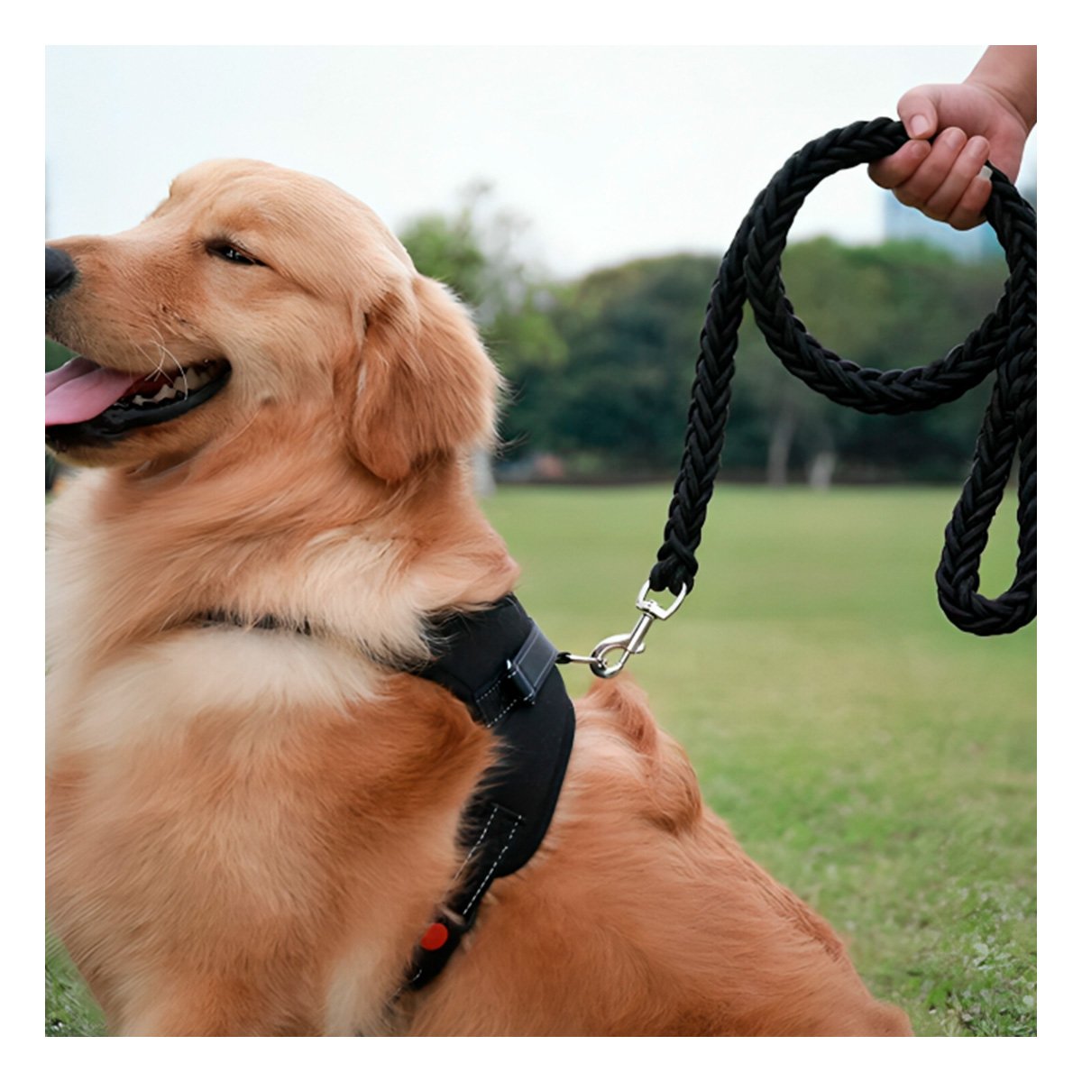 EQUIPO EN H DE PASEO PARA PERRO TALLA M COMODO Y SEGURO NEGRO YSTICKY - 1