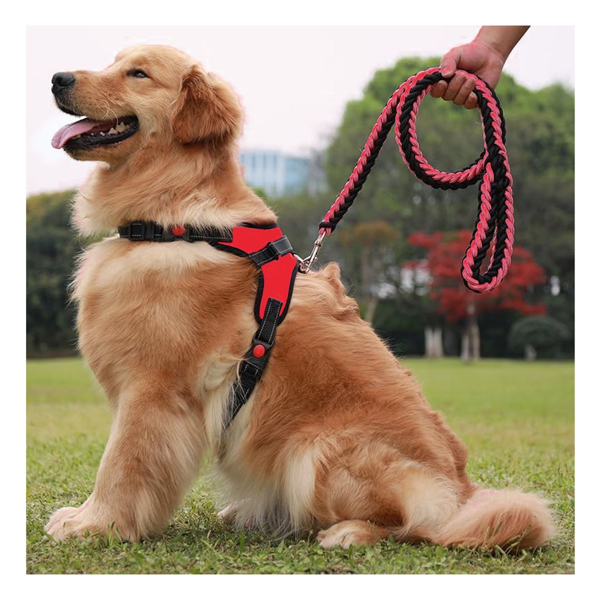 PACK4 PRENDA EN H DE PASEO PARA PERRO TALLA S CON ESTILO MODERNO ROJO YPAPEL REGALO - 5