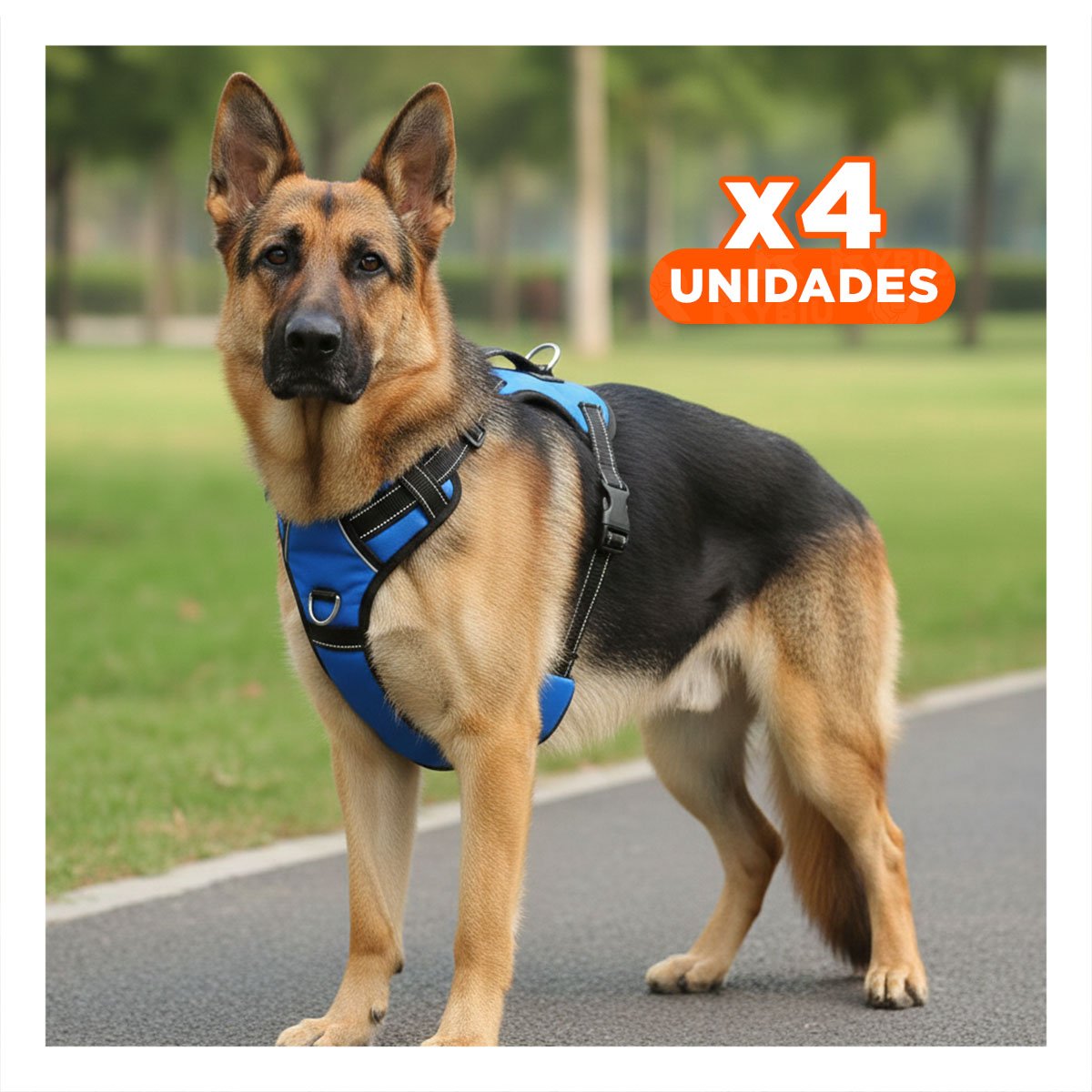 PACK4 PRENDA EN H DE PASEO PARA PERRO TALLA S CON ESTILO MODERNO AZUL YPAPEL REGALO - 1