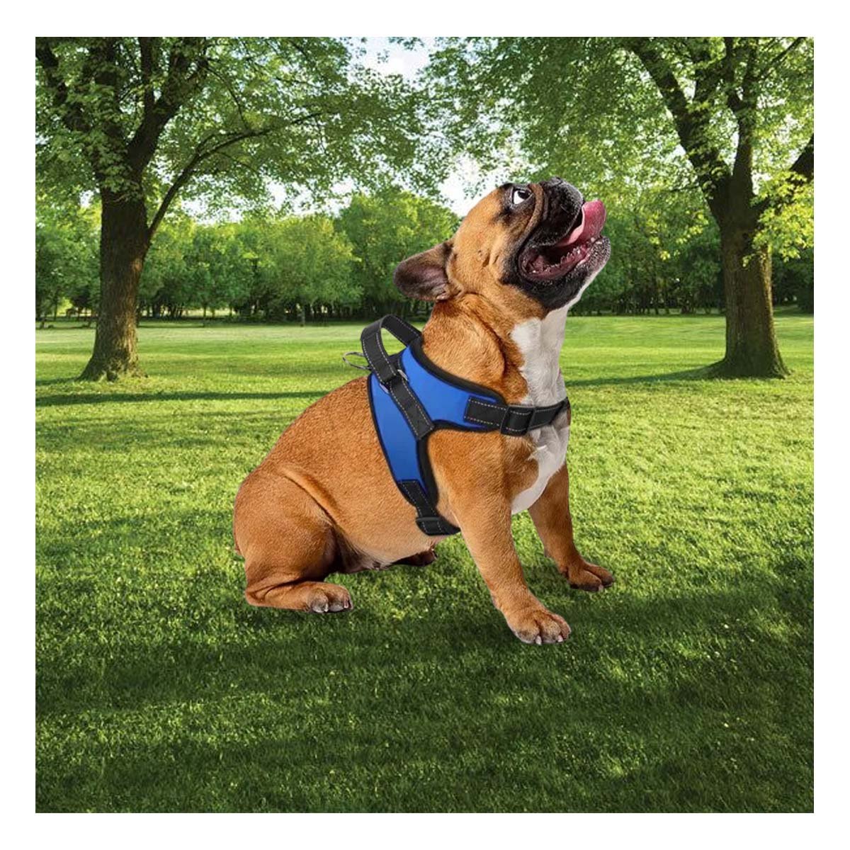 PACK2 CHALECO EN H DE PASEO PARA PERRO TALLA S LIGERO Y SEGURO AZUL YREGALO STICKER - 5