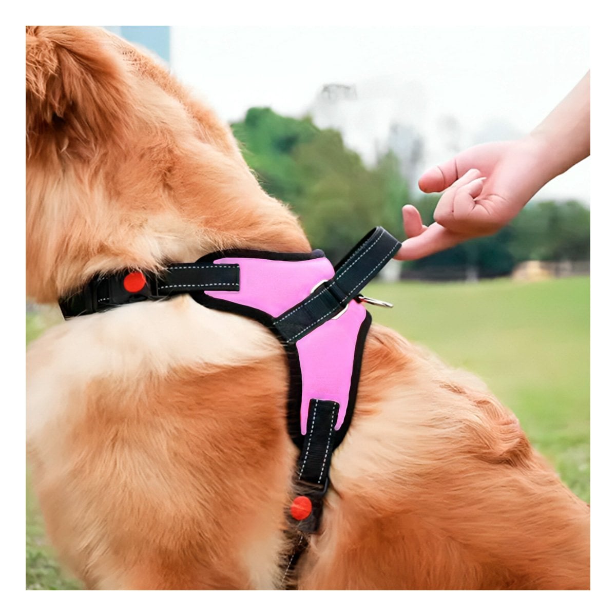 EQUIPO EN H DE PASEO PARA PERRO TALLA S COMODO Y SEGURO ROSADO YSTICKY - 1