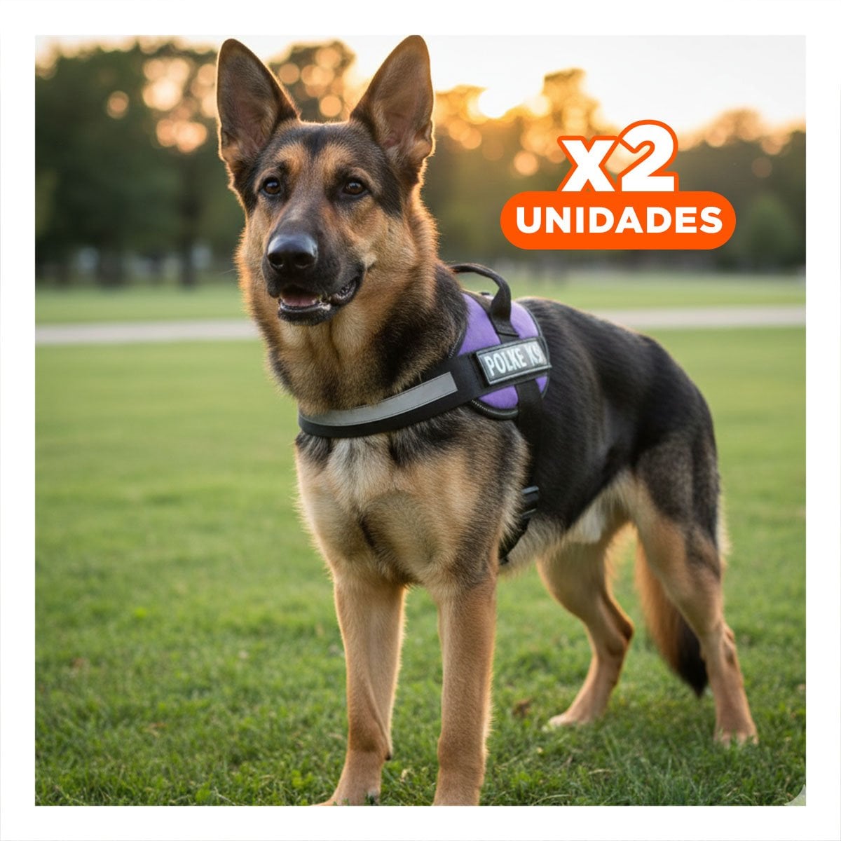 PACK2 PECHERA RESISTENTE PARA MASCOTA TALLA M CON SOPORTE SEGURO MORADO YPAPEL REGALO - 1
