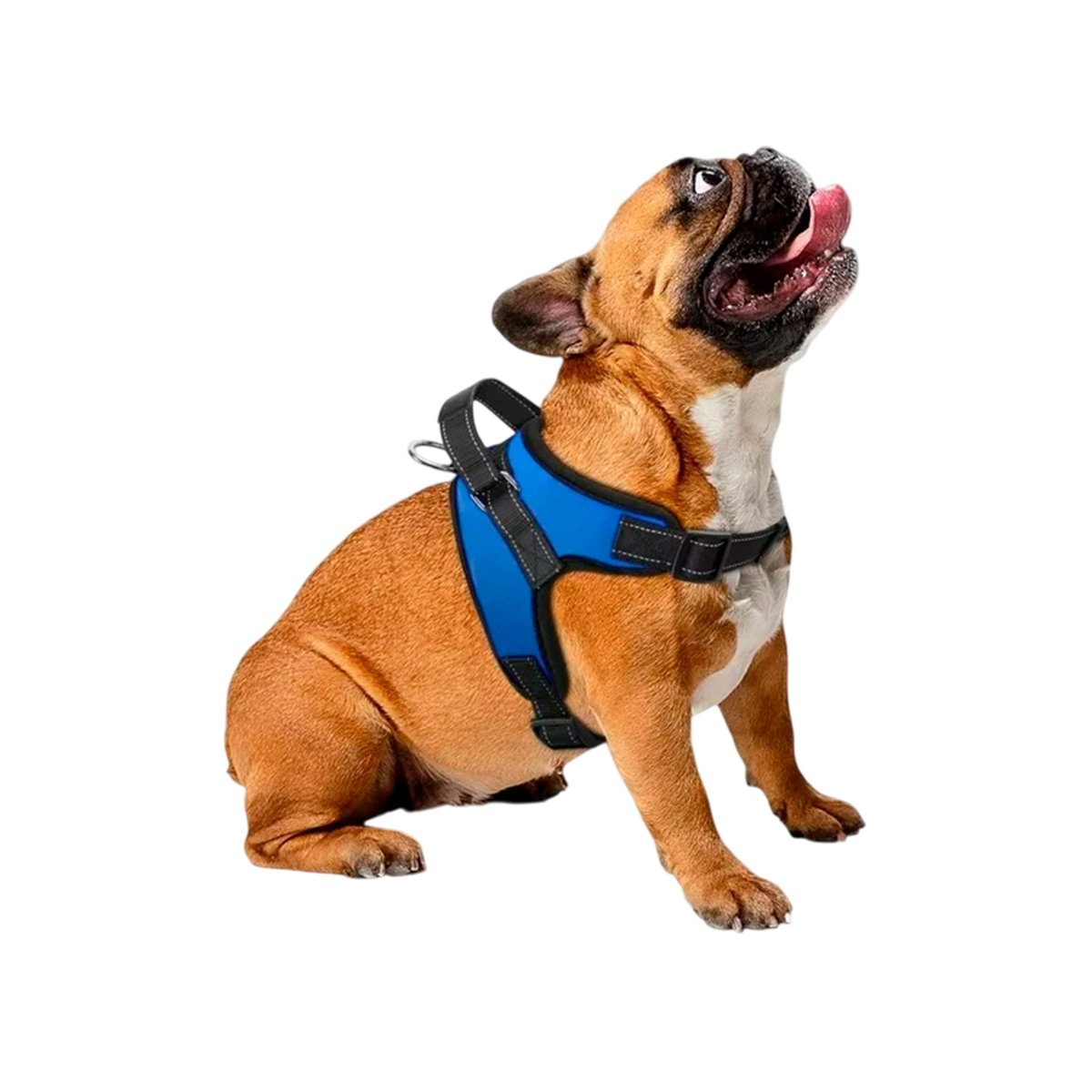 PACK2 CHALECO EN H DE PASEO PARA PERRO TALLA M LIGERO AZUL YREGALO STICKER - 2