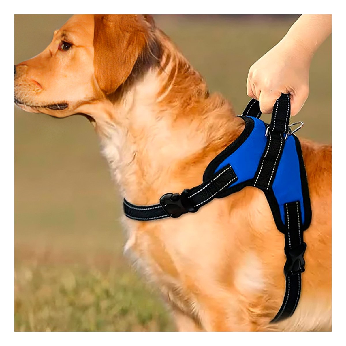 PACK2 CHALECO EN H DE PASEO PARA PERRO TALLA M LIGERO AZUL YREGALO STICKER - 5