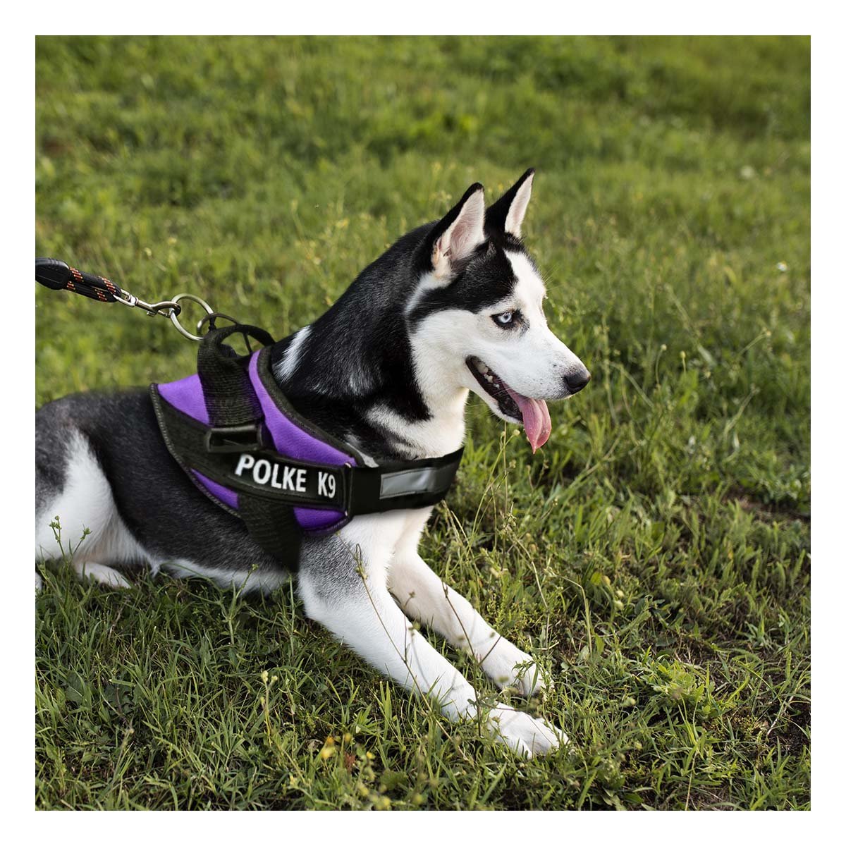 PACK4 ACCESORIO AJUSTABLE PARA PERRO TALLA M CON CONTROL SEGURO MORADO - 5