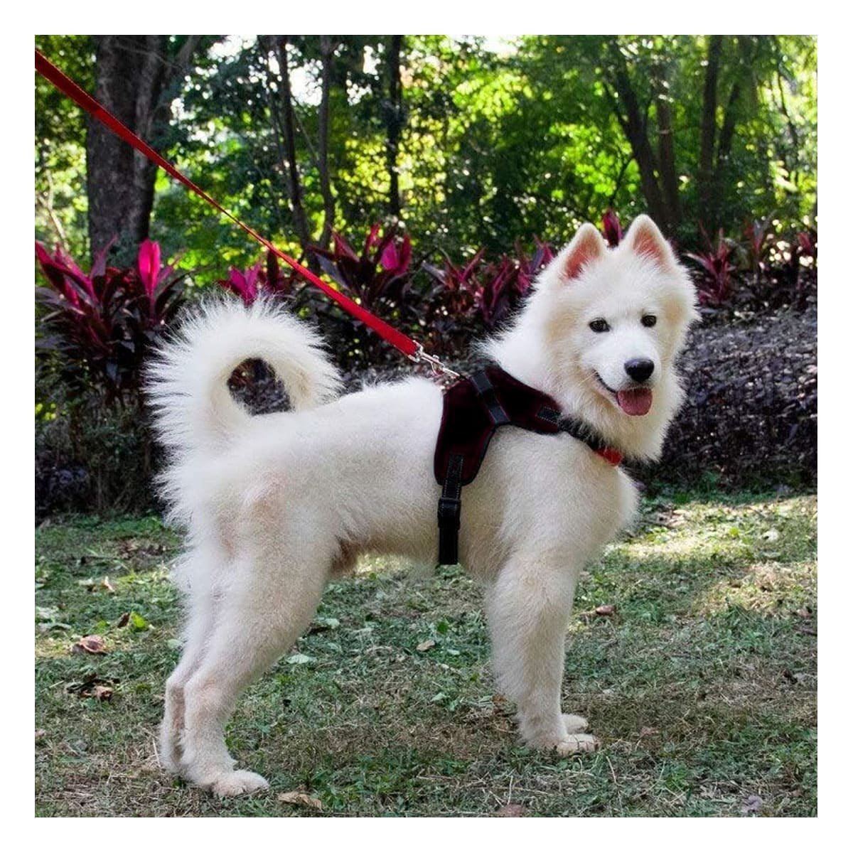 PACK4 PRENDA EN H DE PASEO PARA PERRO TALLA S CON ESTILO MODERNO NEGRO YPAPEL REGALO - 2