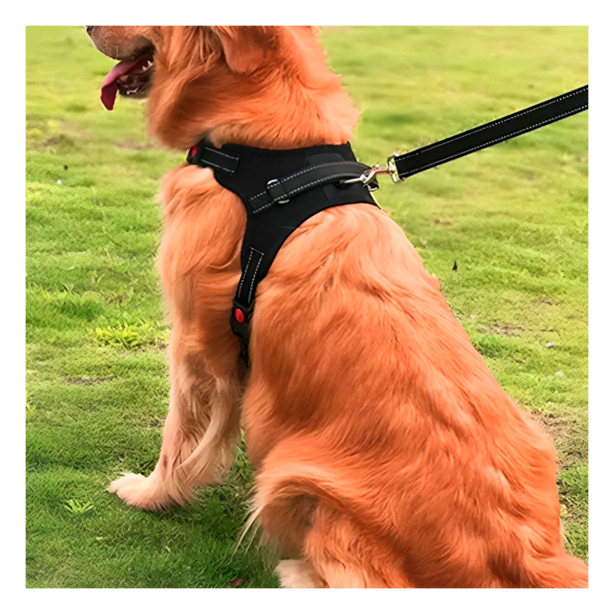 PACK4 SOPORTE CORPORAL EN H PARA MASCOTA TALLA M CON AJUSTE SEGURO NEGRO YREGALO STICKER - 5