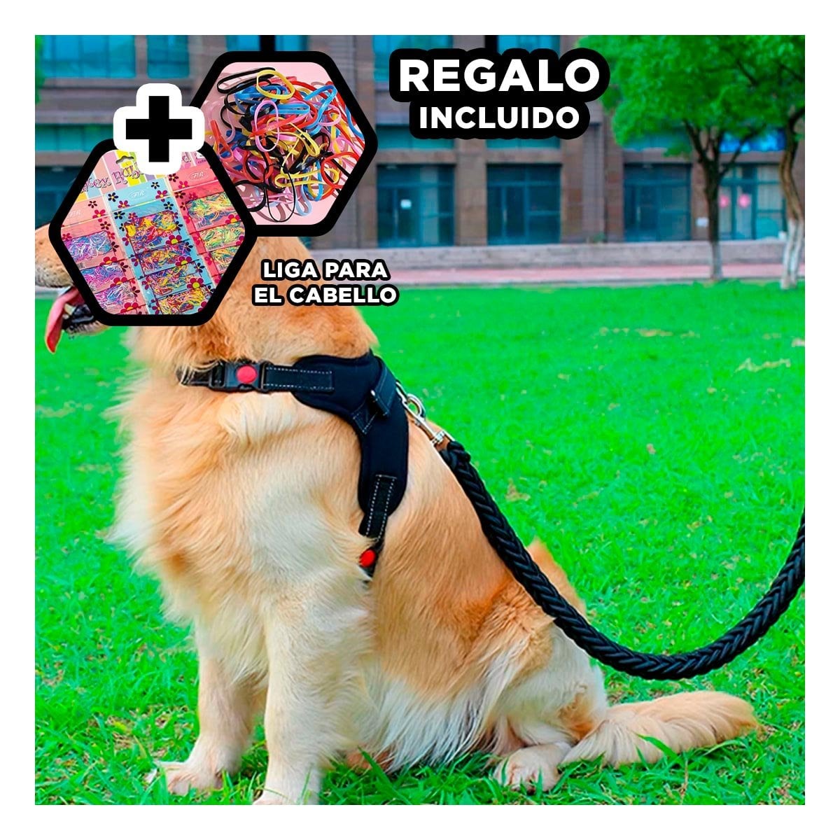 SUJETADOR EN H PARA MASCOTA TALLA M CON AJUSTE PRACTICO NEGRO YLIGAS REGALO - 2