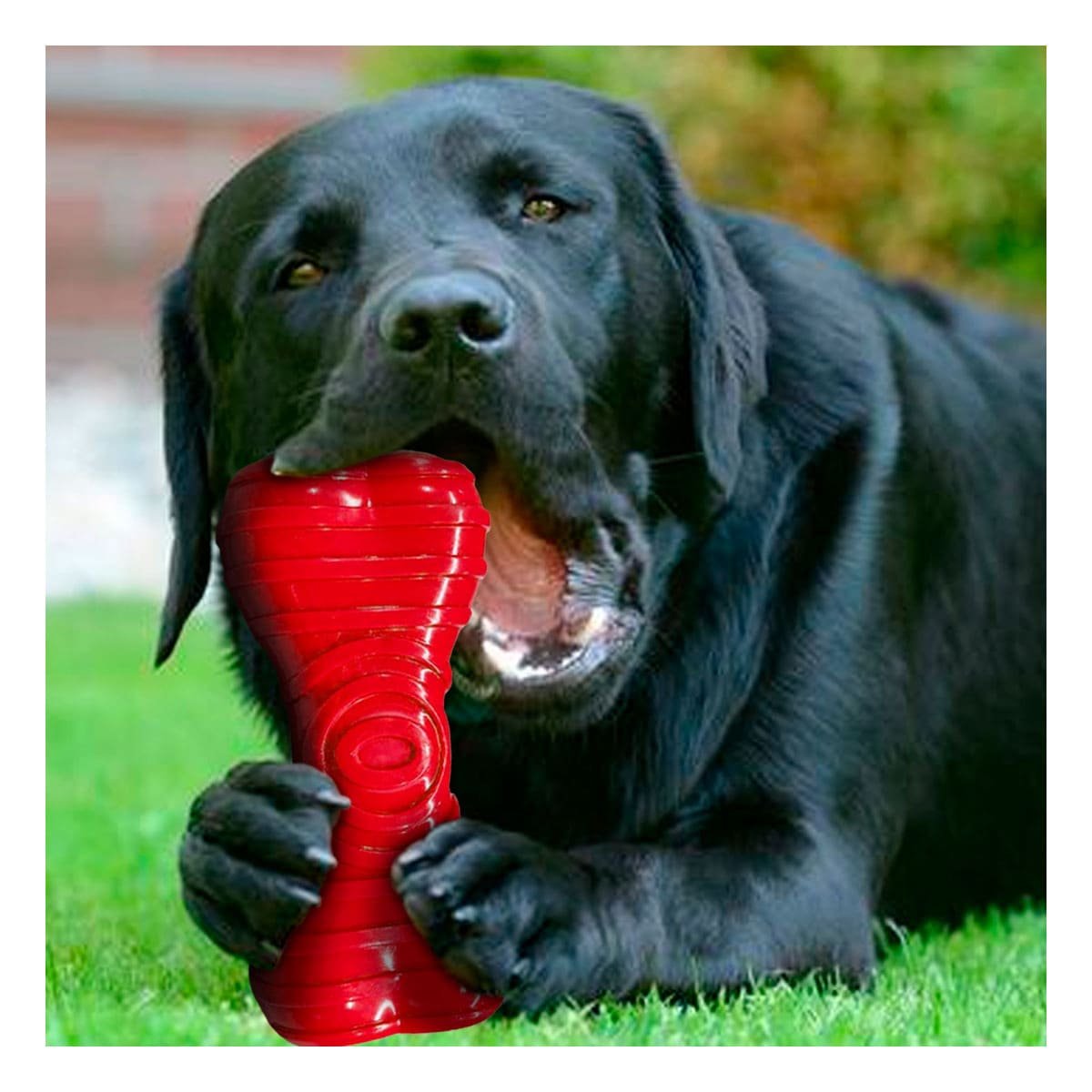 PACK2 MORDEDOR HUESO CON RAYAS EN COLOR ROJO EN ACTIVIDADES DE MASCOTA ACTIVA - 5