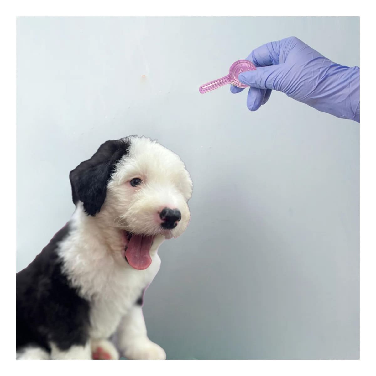 PIPETA ANTIPULGA DE 3 ML PARA PERROS DE DE CALIDAD REAL YSTICKY - 1