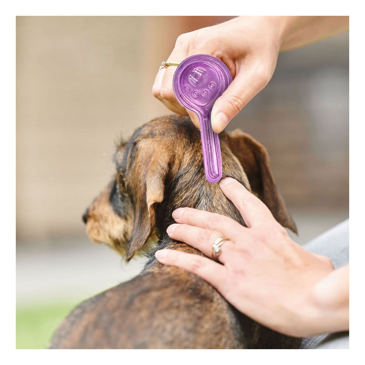 PACK2 SOLUCION TOPICA DE 3 ML PARA PERROS DE PARA SU DIARIO USO YPAPEL REGALO - 5