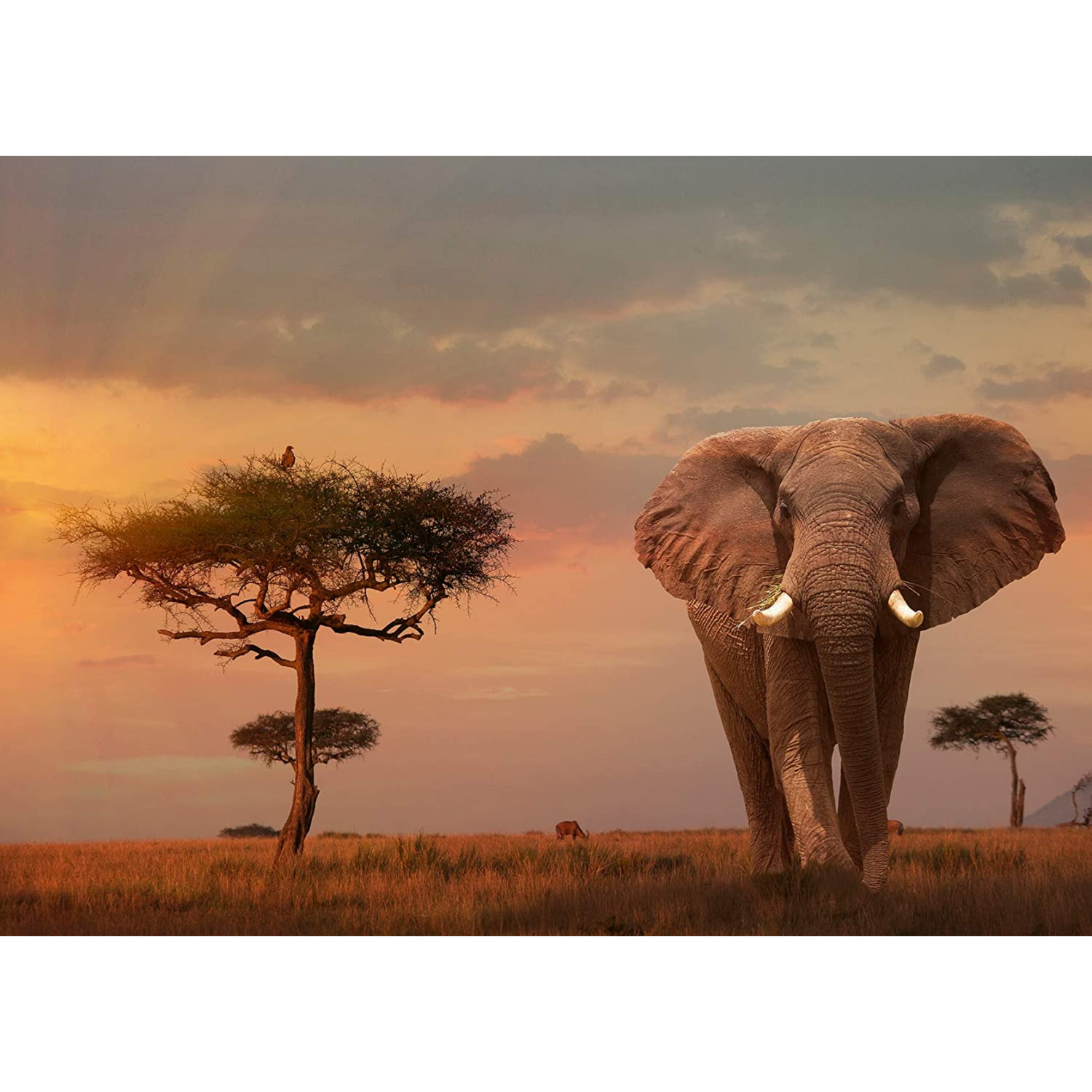 ROMPECABEZAS 1000 PZ ELEFANTE KENIA - 2