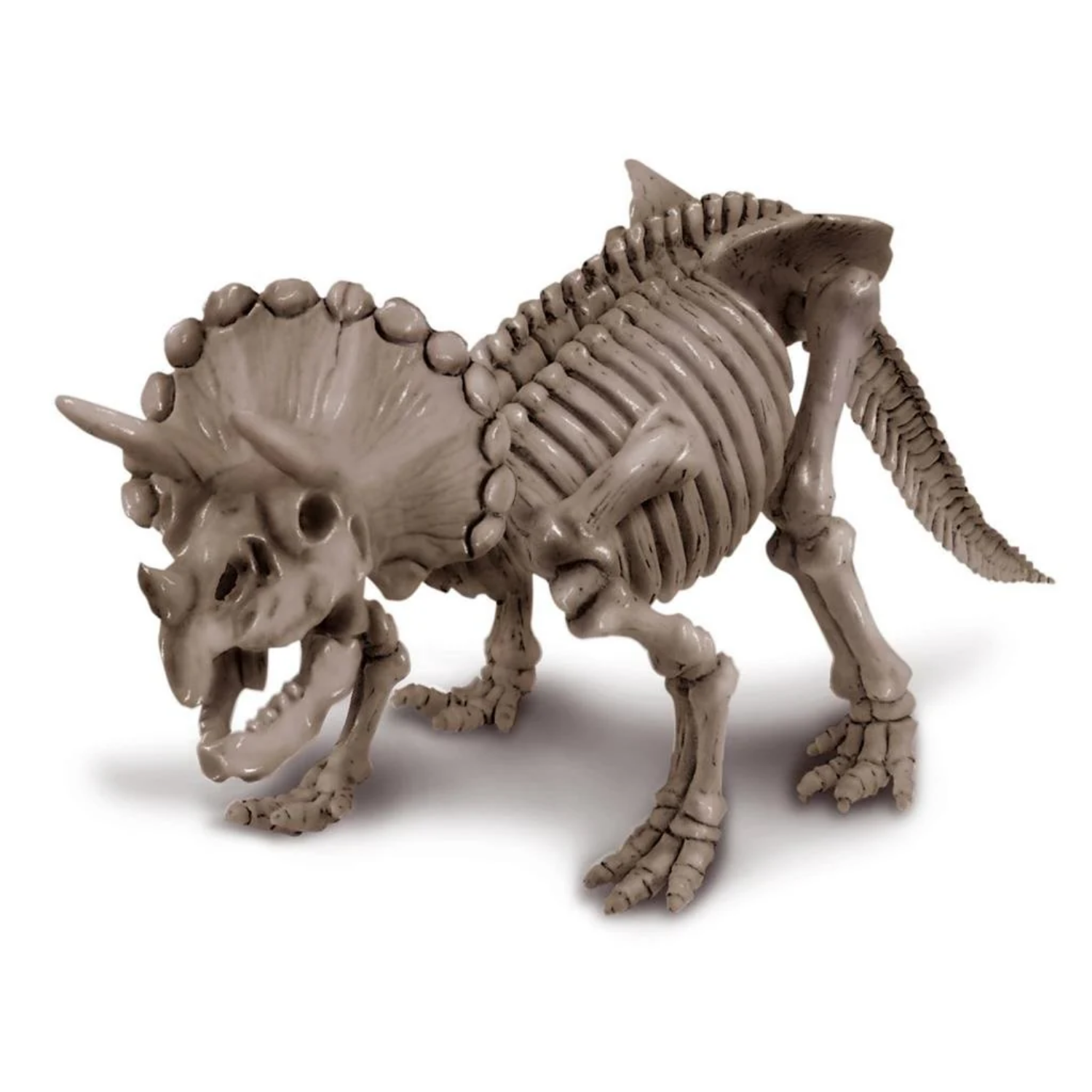 EXCAVA Y ARMA UN ESQUELETO DE TRICERATOPS - 2