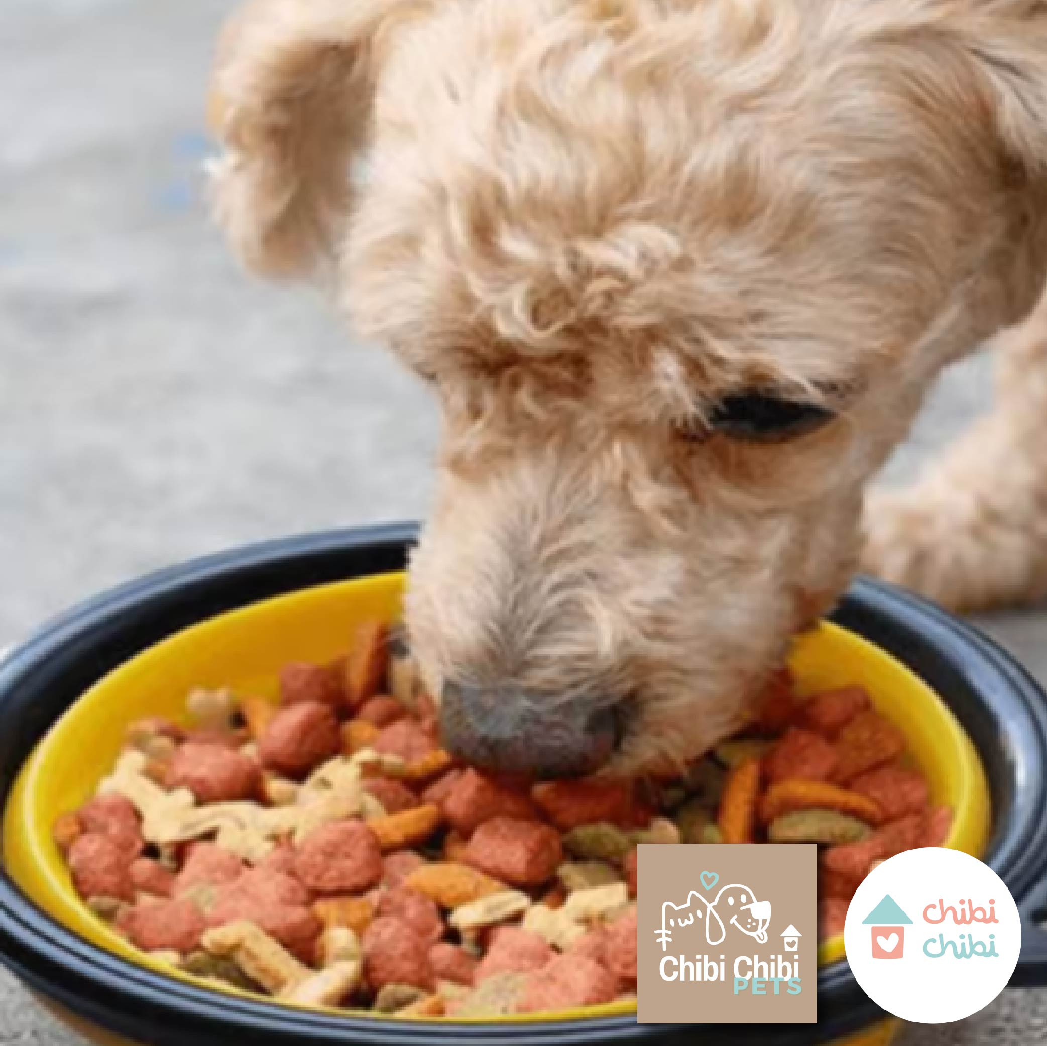 PLATOS PLEGABLES PARA MASCOTAS - 6