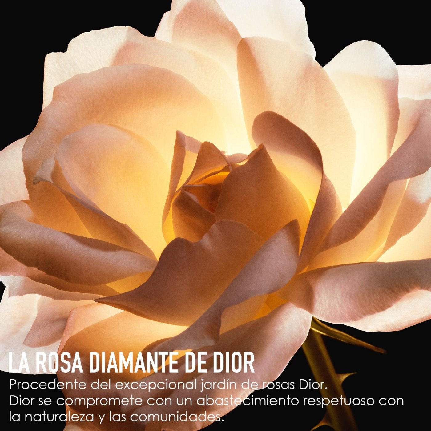 DIOR PRESTIGE MICRO-LOTION DE ROSE ADVANCED 150ML - 6