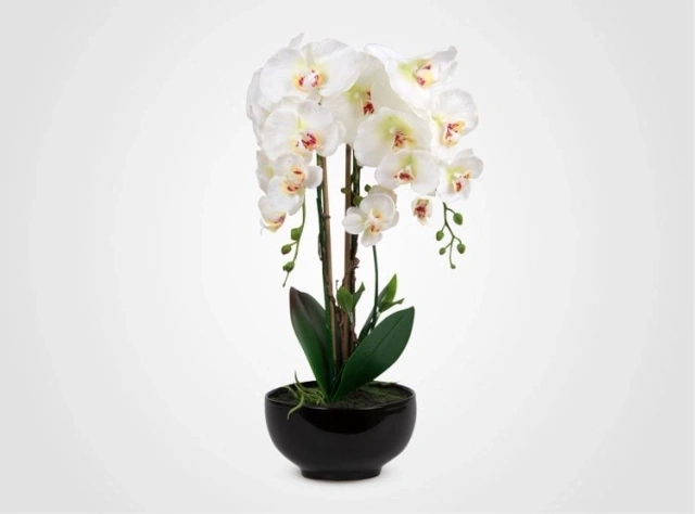 PLANTA RIPLEY HOME ORQUIDEA BLANCA CON MACETA NEGRA - 2