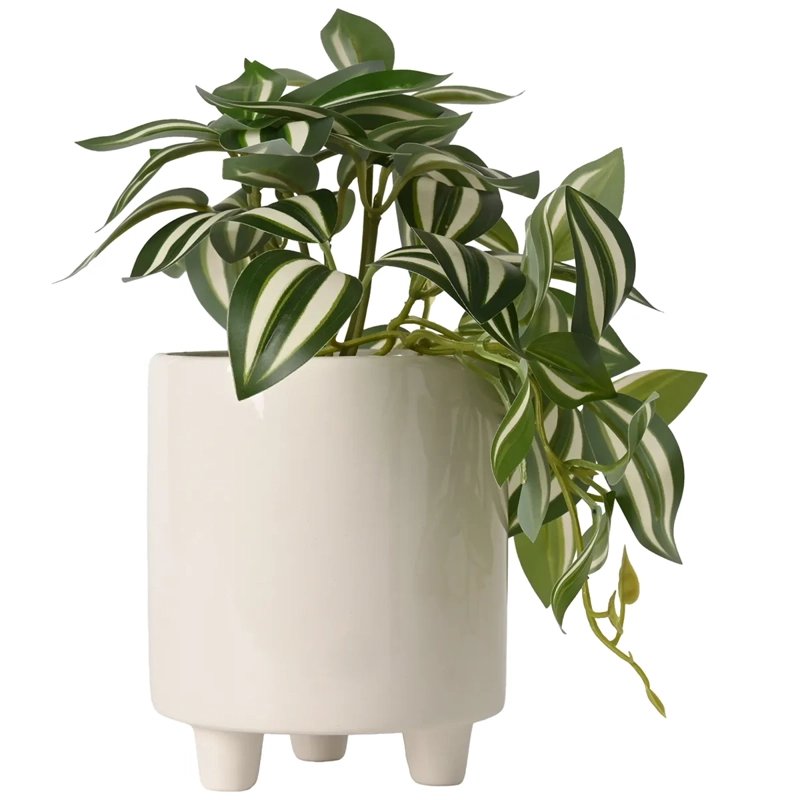 PLANTA RIPLEY HOME BLANCO HOJAS MACETA 15 CM - 1